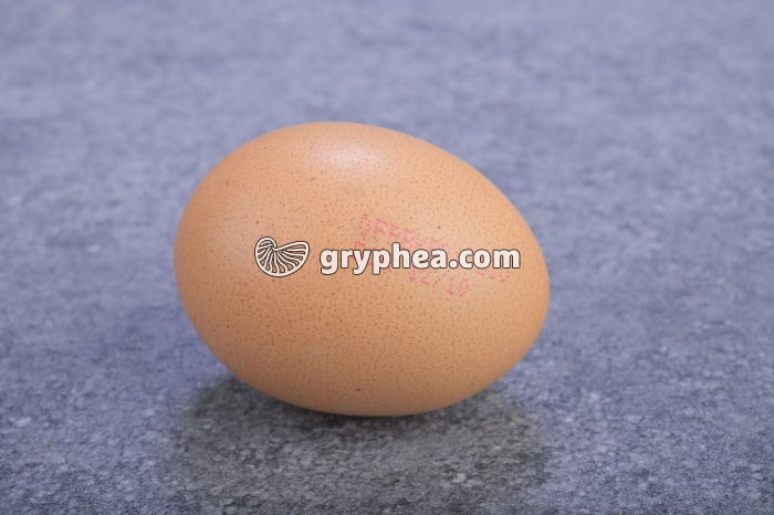 Oeuf de Poule et son code - gryphea.org